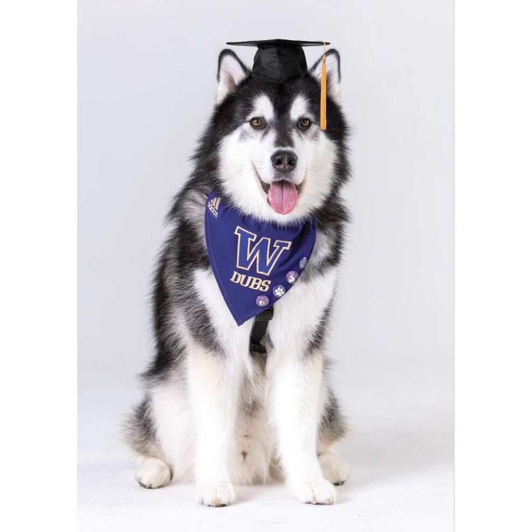 DubsColl FG Dubs Graduation Greeting Card 5" x 7"
