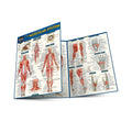 Anatomy of the Muscular System Bar Chart thumbnail