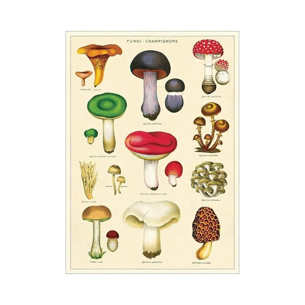 Cavallini 20" x 28" Mushrooms 2 Decorative Paper