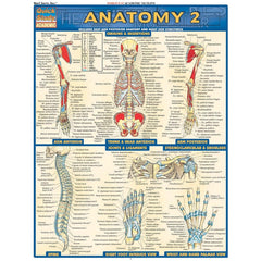 Photo of Anatomy 2 Bar Chart.