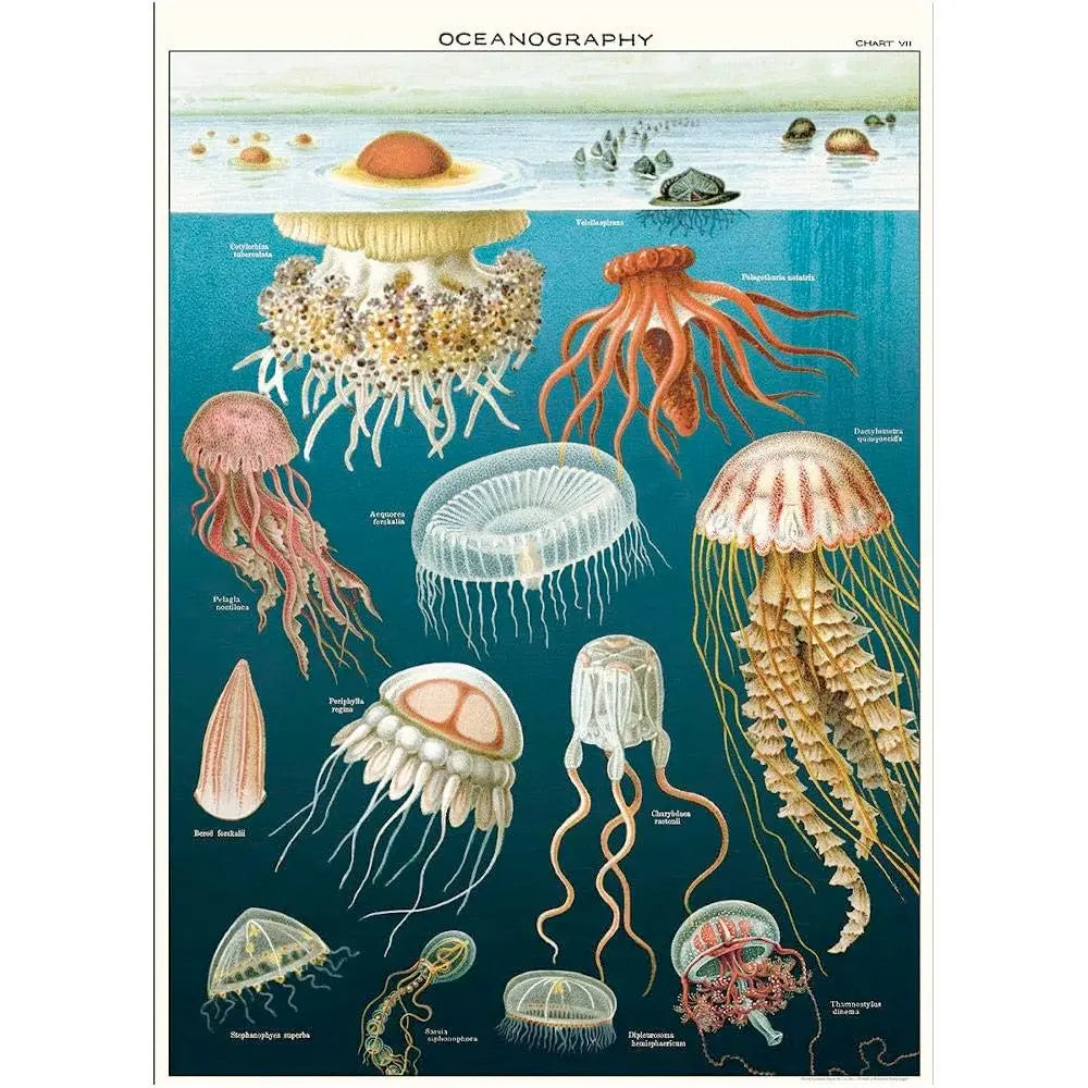 Cavallini 20" x 28" Jellyfish Decorative Paper