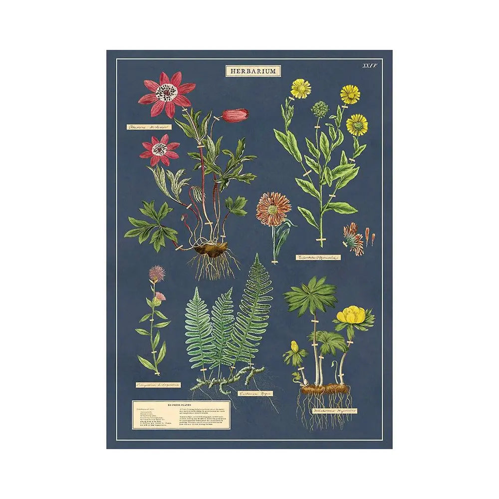 Cavallini 20" x 28" Herbarium Decorative Paper