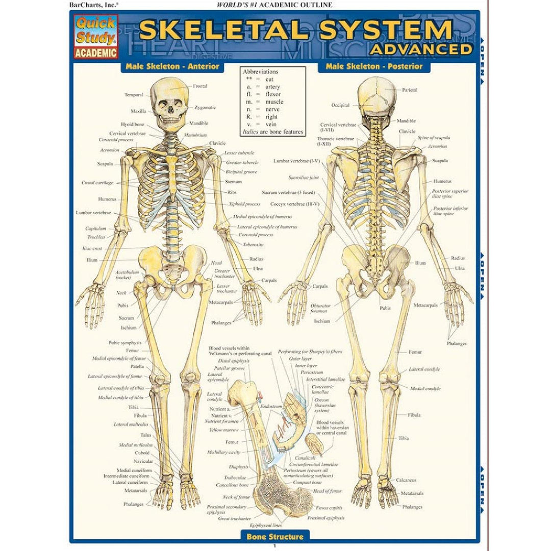 Skeletal System, Advanced Bar Chart