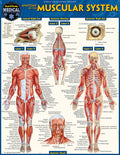 Anatomy of the Muscular System Bar Chart thumbnail