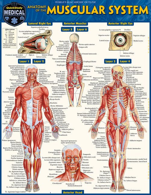 Anatomy of the Muscular System Bar Chart