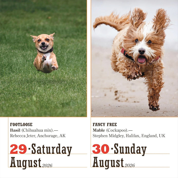 365 Dogs Page-A-Day Calendar 2026