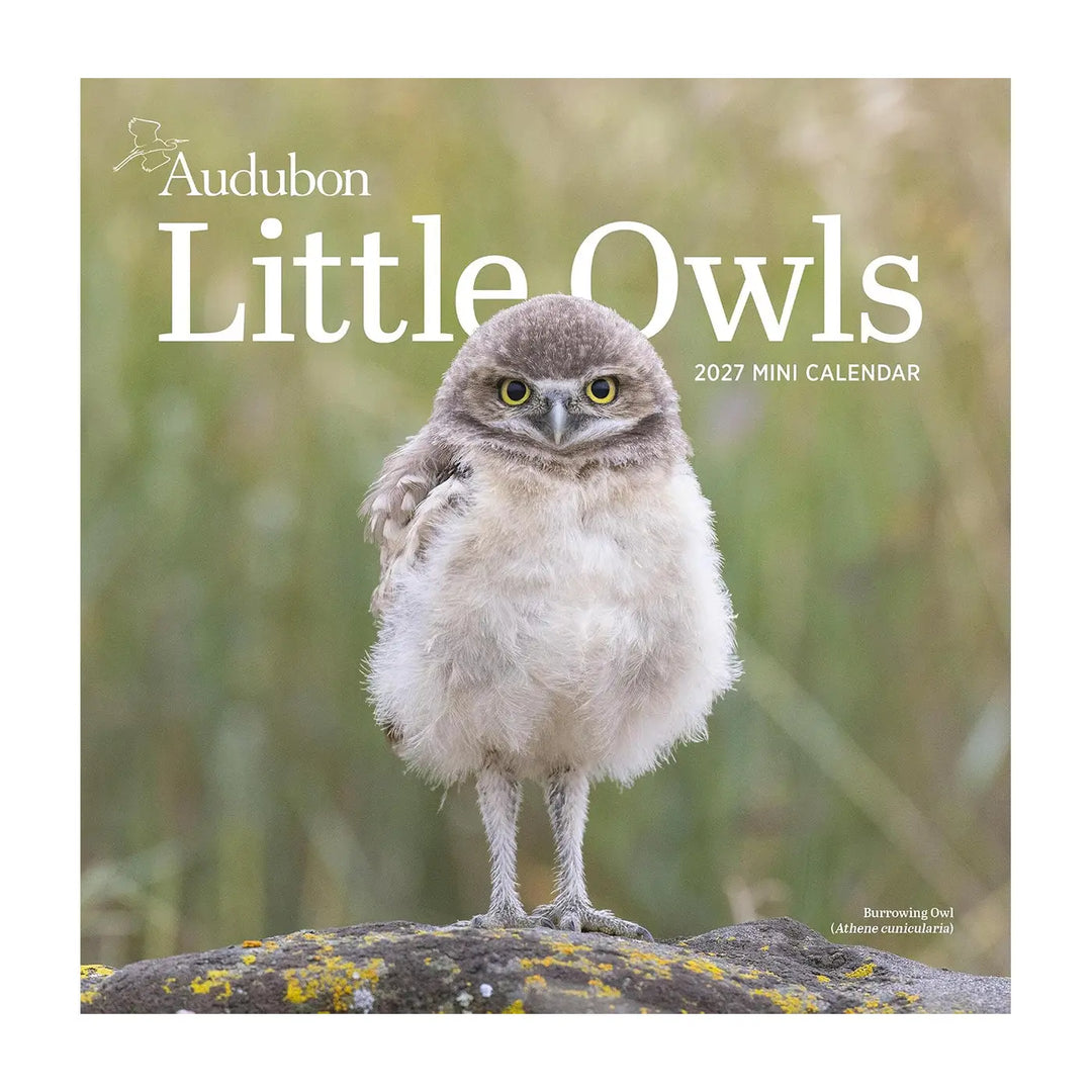 Audubon Little Owls Mini Wall 2027 Calendar