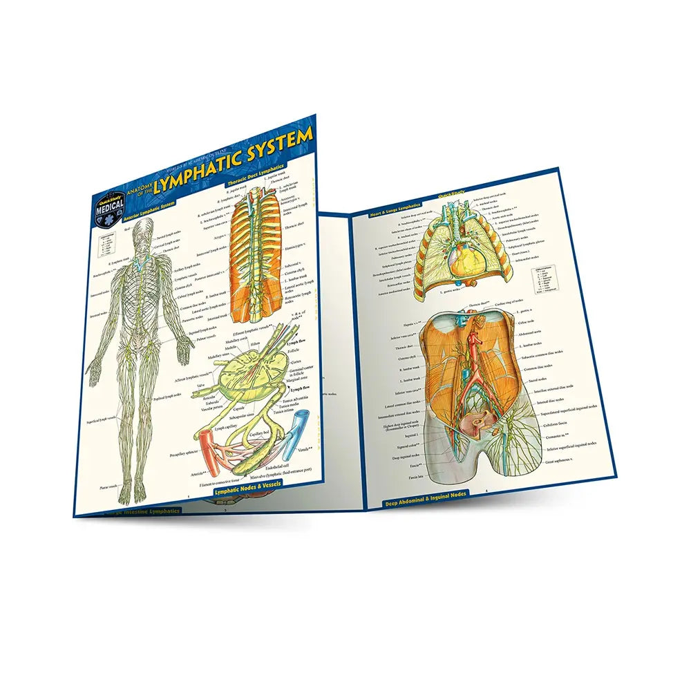 Anatomy of the Lymphatic System Bar Chart