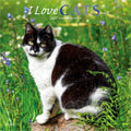 2027 I Love Cats Wall Calendar thumbnail