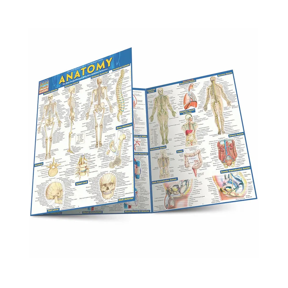 Anatomy Bar Chart