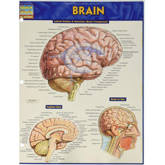 Photo of Brain Bar Chart.