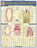 Dental Anatomy
