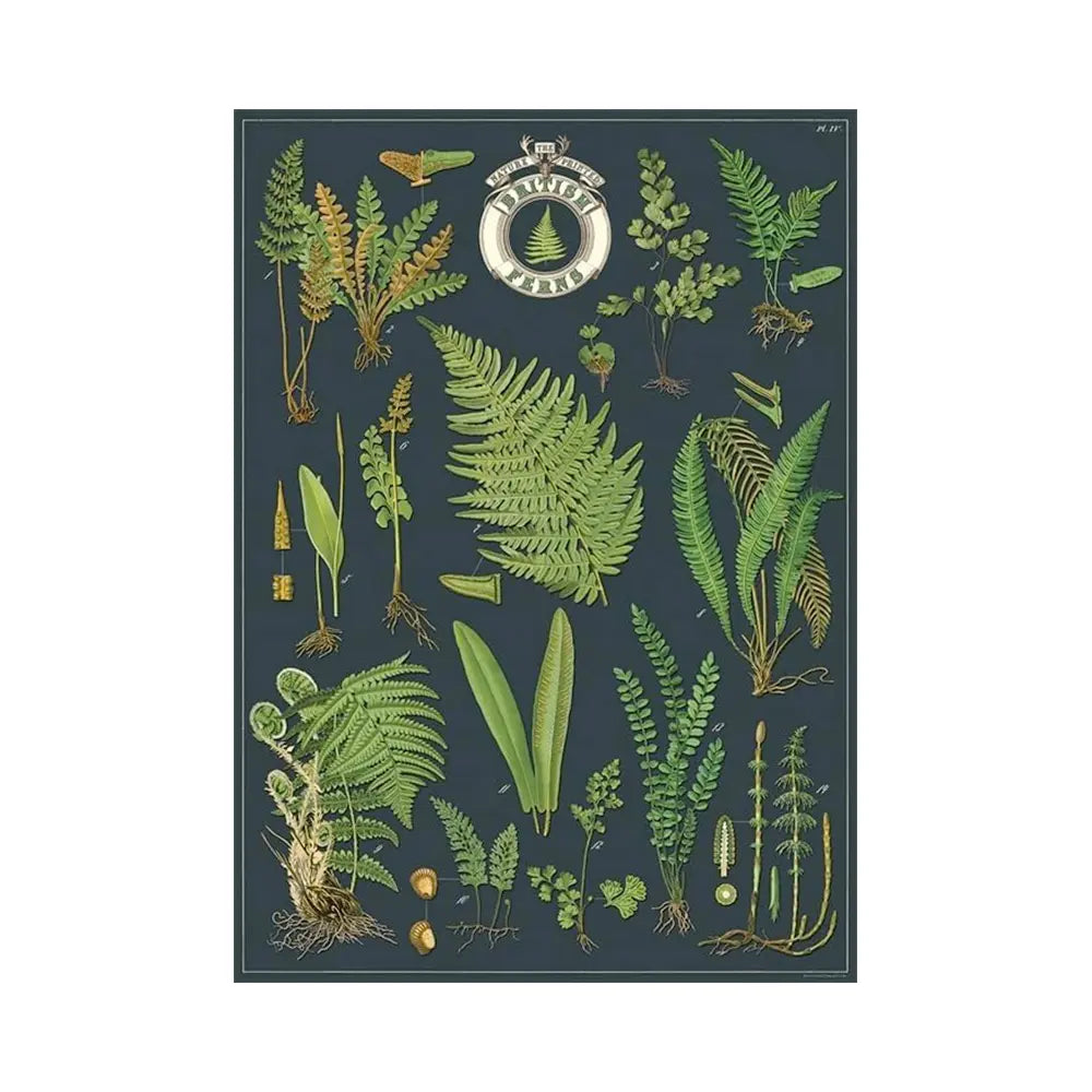 Cavallini 20" x 28" British Ferns Wrap