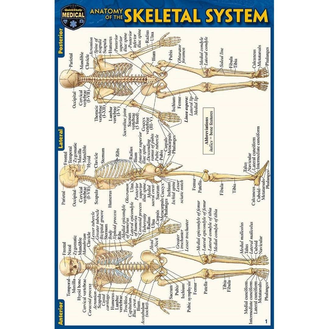 Skeletal System Pocket Guide