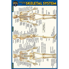 Photo of Skeletal System Pocket Guide.