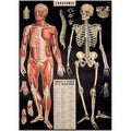 Cavallini 20" x 28" L'Anatomie Decorative Paper thumbnail