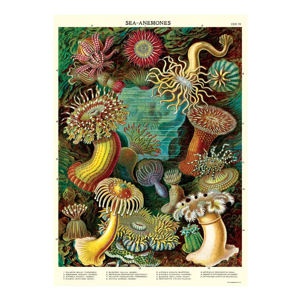 Cavallini & Co. 20" x 28" Sea Anemones Wrap