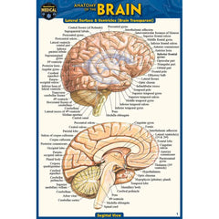 Photo of Brain Pocket Guide.