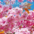 2027 Blossoms Wall Calendar thumbnail
