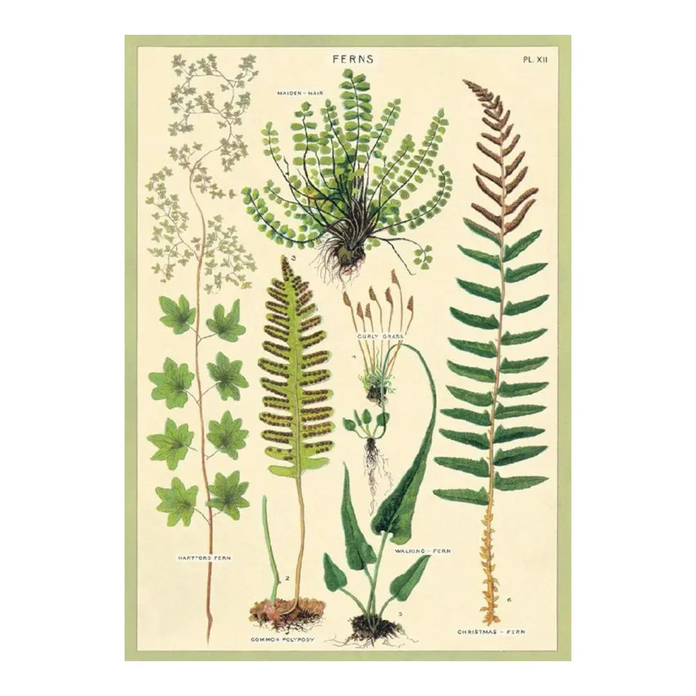 Cavallini 20" x 28" Ferns Wrap