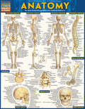 Anatomy Bar Chart thumbnail