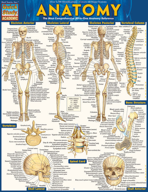 Anatomy Bar Chart