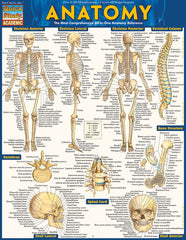 Anatomy Bar Chart Hover