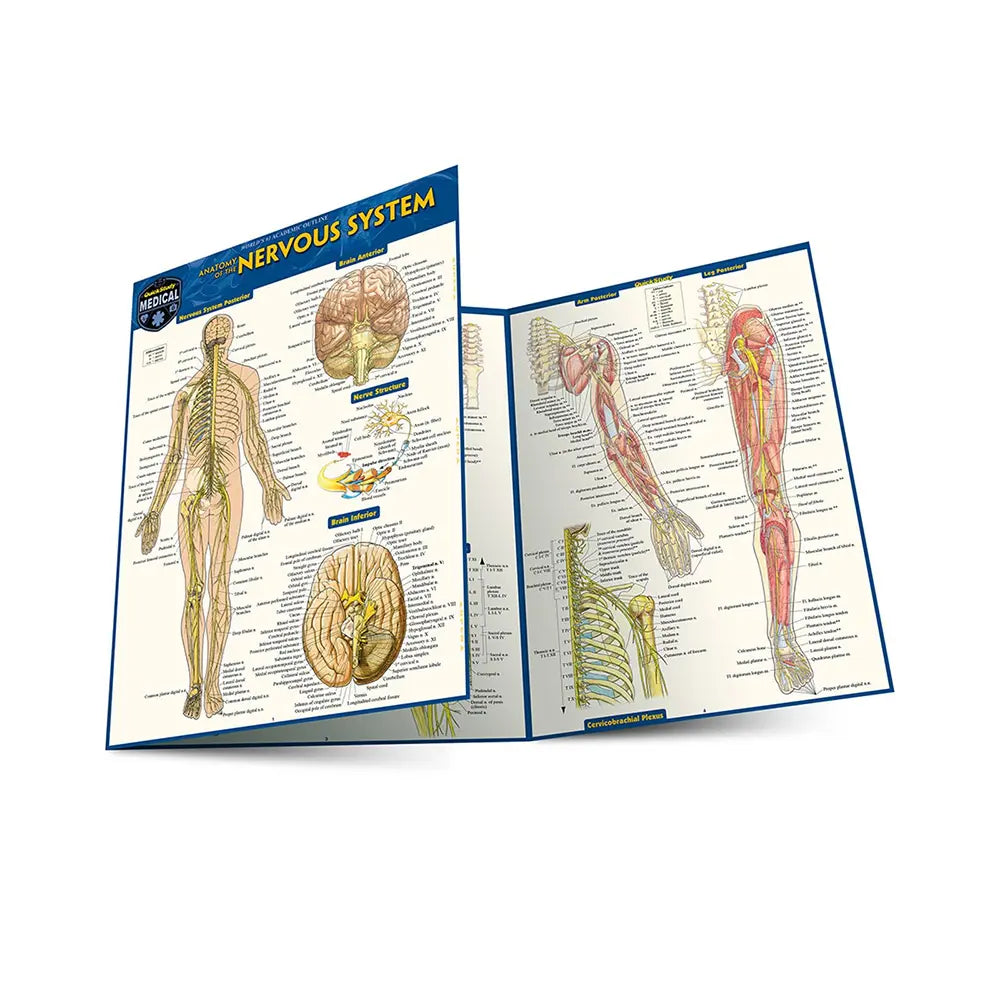 Anatomy of the Nervous System Bar Chart