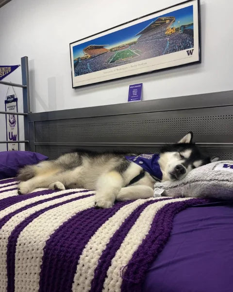 Sleeping Dubs Instagram Photo
